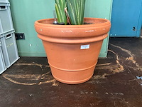 Plant in pot - afbeelding 5 van  5