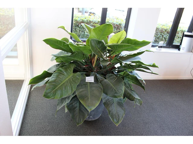 Plant in pothoogte pot 65 cm. - afbeelding 1 van  2