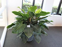 Plant in pothoogte pot 65 cm.