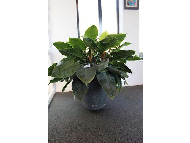Plant in pothoogte pot 65 cm. - afbeelding 2 van  2