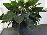 Plant in pothoogte pot 65 cm. - afbeelding 2 van  2