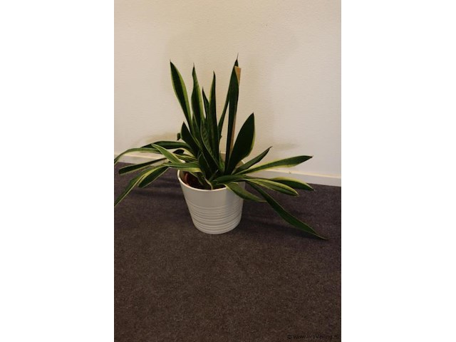 Plant incl. pot - afbeelding 1 van  3