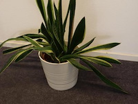 Plant incl. pot - afbeelding 1 van  3