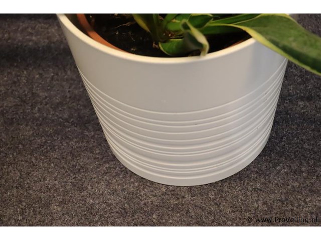 Plant incl. pot - afbeelding 2 van  3
