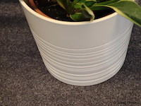 Plant incl. pot - afbeelding 2 van  3