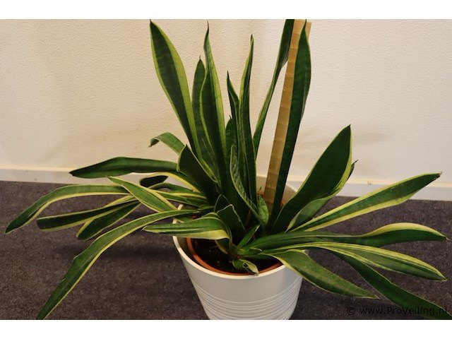 Plant incl. pot - afbeelding 3 van  3