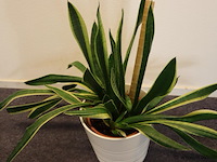 Plant incl. pot - afbeelding 3 van  3