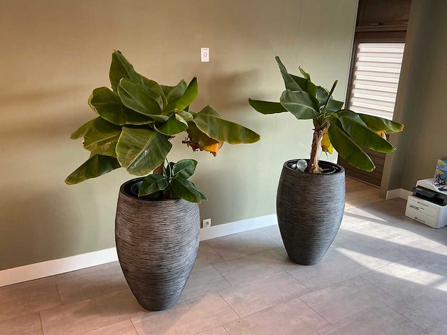 Plant met pot (2x) - afbeelding 4 van  5