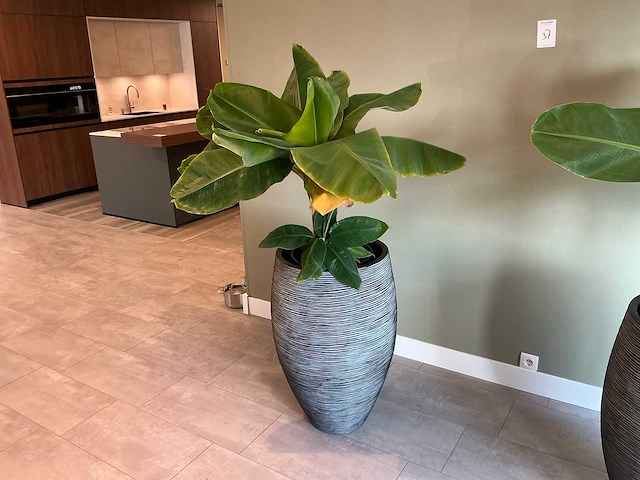 Plant met pot (2x) - afbeelding 1 van  5