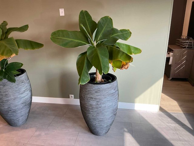 Plant met pot (2x) - afbeelding 5 van  5