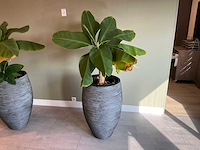 Plant met pot (2x) - afbeelding 5 van  5