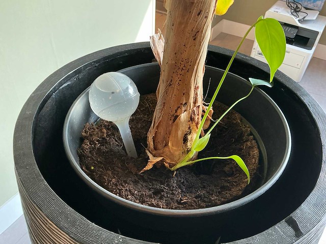 Plant met pot (2x) - afbeelding 2 van  5