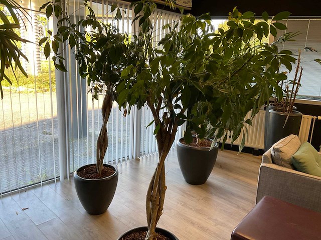 Plant met pot (2x) - afbeelding 1 van  5