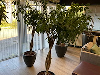 Plant met pot (2x) - afbeelding 1 van  5