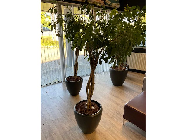 Plant met pot (2x) - afbeelding 2 van  5