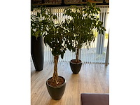 Plant met pot (2x) - afbeelding 3 van  5
