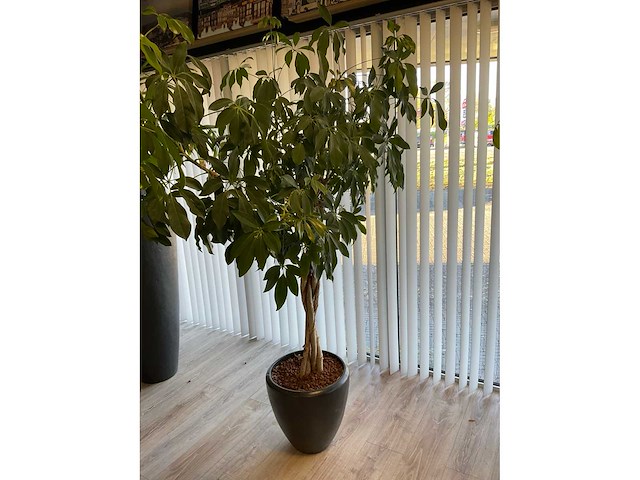 Plant met pot (2x) - afbeelding 4 van  5