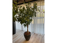 Plant met pot (2x) - afbeelding 4 van  5