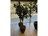 Plant met pot (2x) - afbeelding 5 van  5