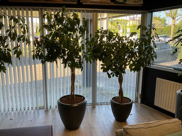 Plant met pot (2x) - afbeelding 1 van  4