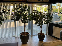 Plant met pot (2x) - afbeelding 1 van  4