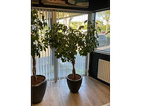 Plant met pot (2x) - afbeelding 2 van  4