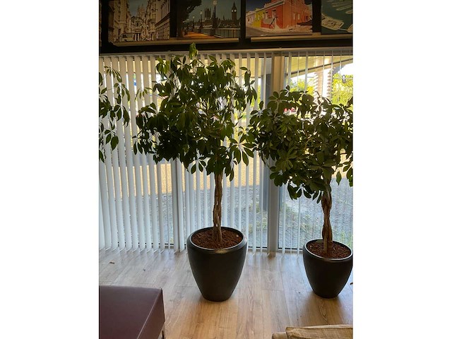 Plant met pot (2x) - afbeelding 3 van  4
