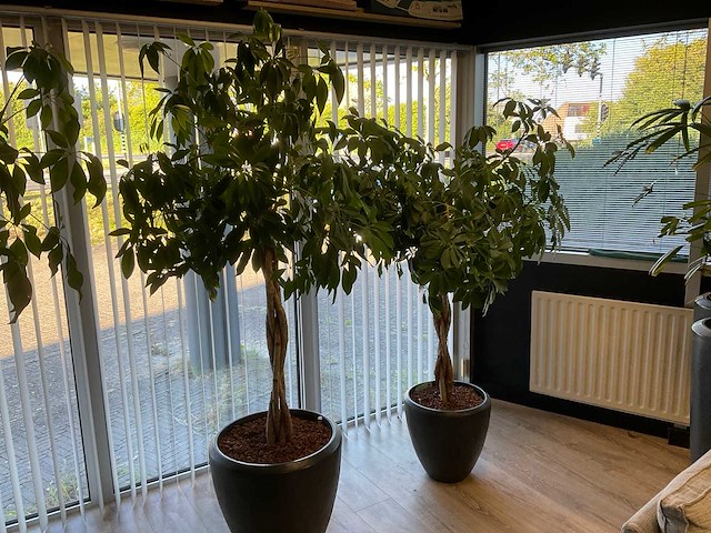 Plant met pot (2x) - afbeelding 4 van  4