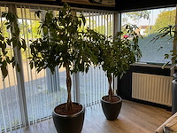 Plant met pot (2x) - afbeelding 4 van  4