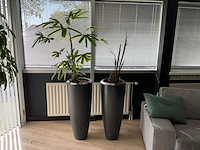 Plant met pot (2x) - afbeelding 1 van  4