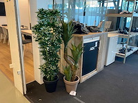 Plant met pot (2x) - afbeelding 1 van  4