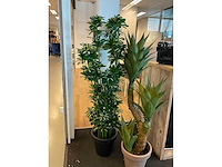 Plant met pot (2x) - afbeelding 4 van  4