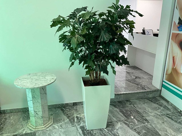 Plant met pot 40x40x180 cm - afbeelding 2 van  4