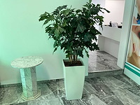 Plant met pot 40x40x180 cm - afbeelding 2 van  4