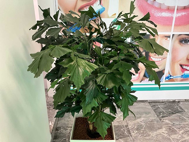 Plant met pot 40x40x180 cm - afbeelding 4 van  4