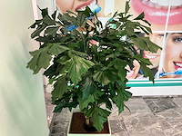Plant met pot 40x40x180 cm - afbeelding 4 van  4