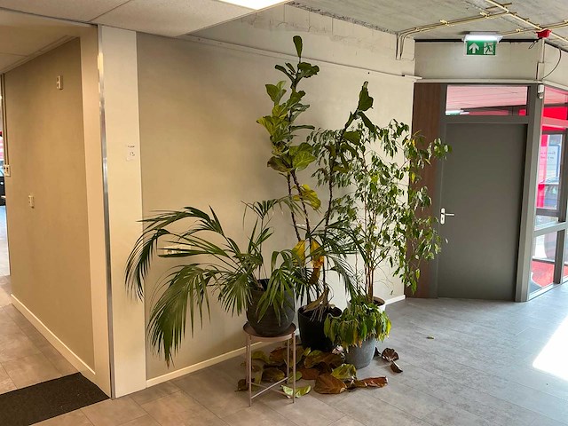 Plant met pot (4x) - afbeelding 1 van  5