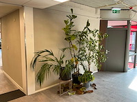 Plant met pot (4x) - afbeelding 1 van  5