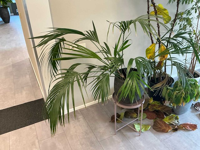 Plant met pot (4x) - afbeelding 2 van  5