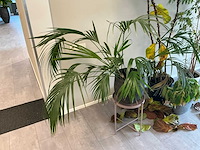 Plant met pot (4x) - afbeelding 2 van  5