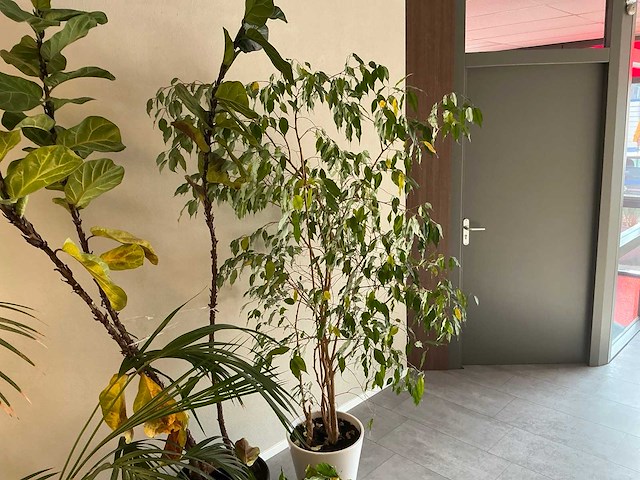 Plant met pot (4x) - afbeelding 3 van  5