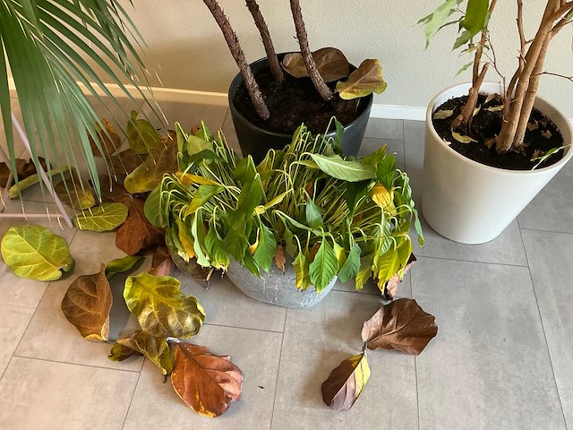 Plant met pot (4x) - afbeelding 4 van  5