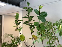 Plant met pot (4x) - afbeelding 5 van  5