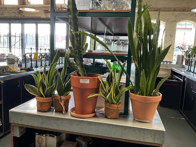 Plant met pot (4x) - afbeelding 2 van  3