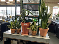 Plant met pot (4x) - afbeelding 2 van  3