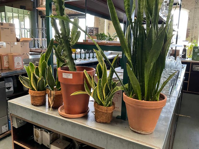 Plant met pot (4x) - afbeelding 3 van  3