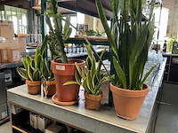 Plant met pot (4x) - afbeelding 3 van  3