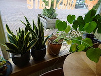 Plant met pot (4x) - afbeelding 1 van  2
