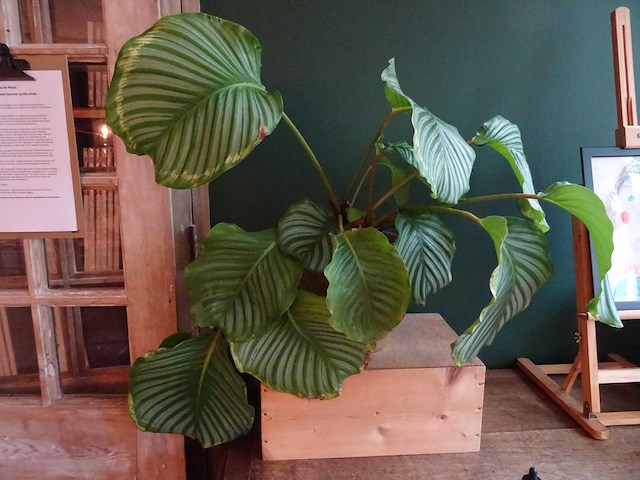 Plant met pot (4x) - afbeelding 2 van  2