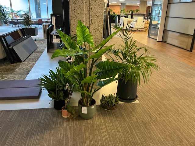 Plant met pot (6x) - afbeelding 1 van  7